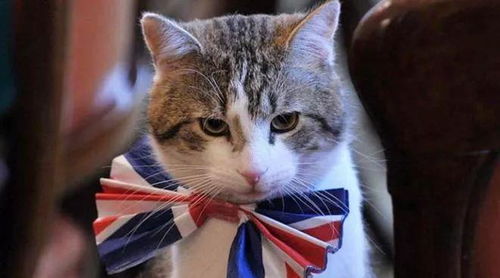 真以為自己貓語十級 這本貓詞典請翻譯一下